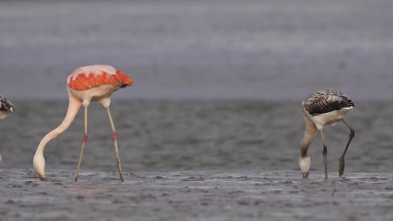 Chilean flamingos move around with beaks in mud by water, ground view