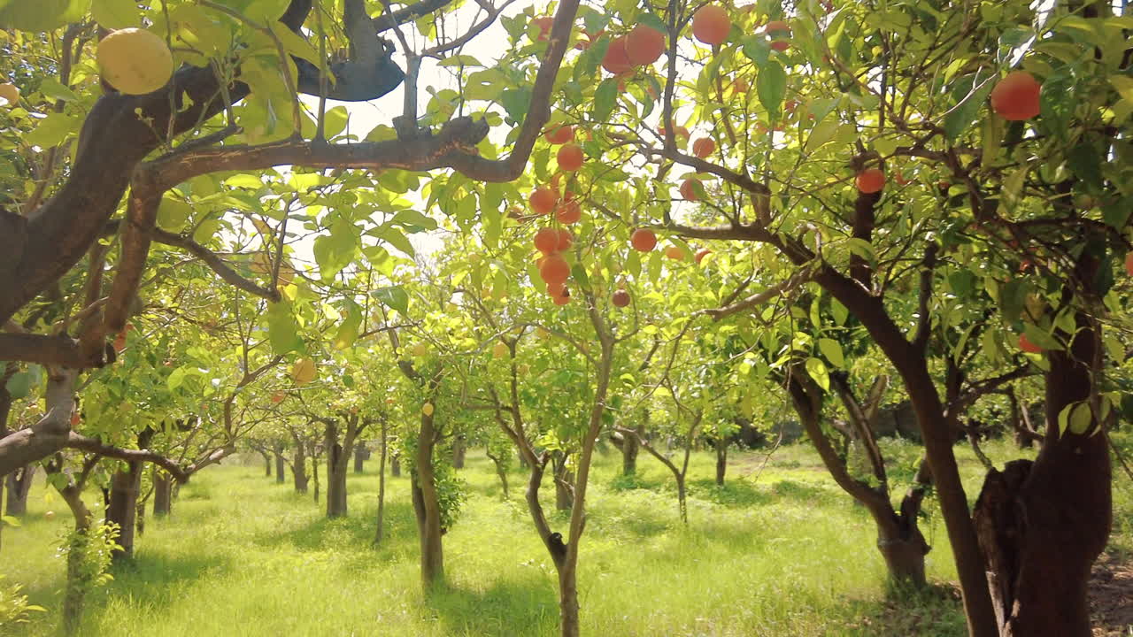Lemon and orange trees at the Sorrento lemon farm in Italy