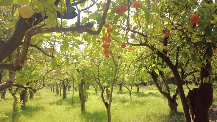 Alberi di limoni e aranci in un agrumeto di Sorrento, Italia