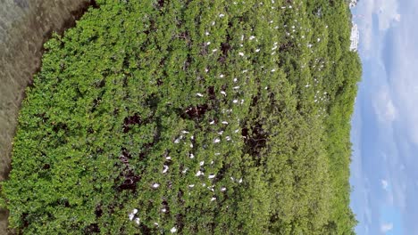 Multitude-of-white-birds-perched-on-trees,-La-Matica,-Playa-Boca-Chica-beach-in-Dominican-Republic