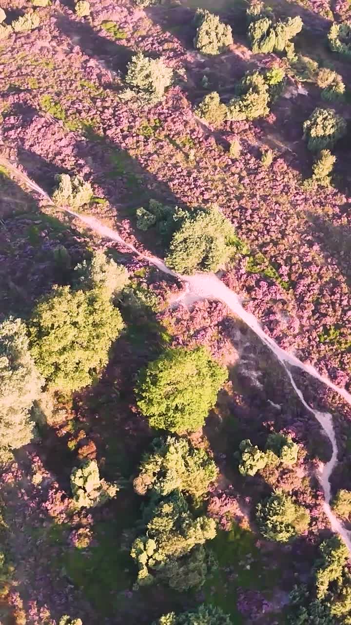 Aerial View of Winding Path Through Heather and Trees