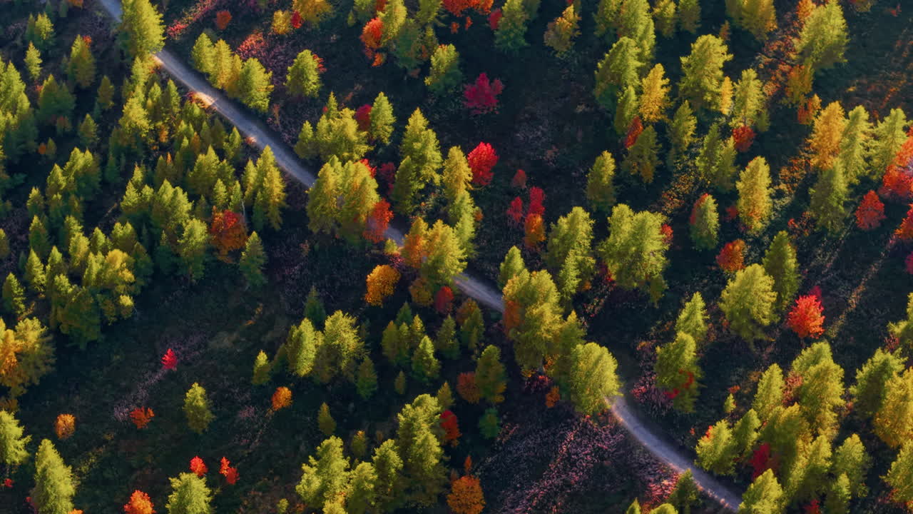 Vibrant autumn forest in Italian Alps viewed from above