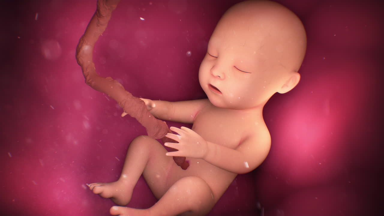 Feto nell'utero con cordone ombelicale