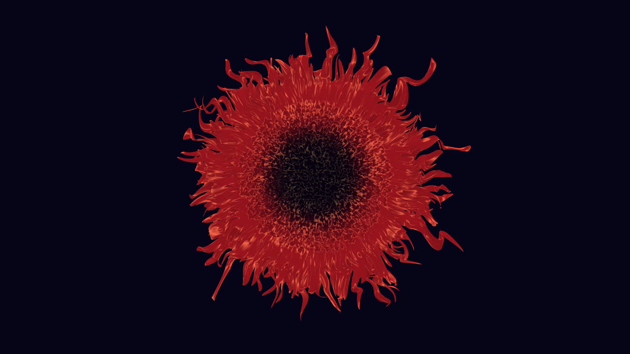 belleza floreciente de cerca de una flor roja con pétalos negros y un centro amarillo