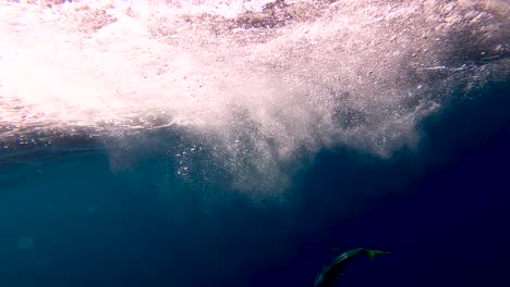 yellowtail fish thrashes to escape causing bubbles to rise to surface