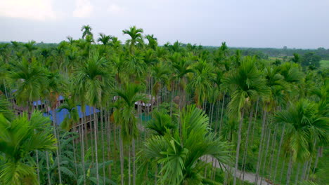 vista aérea de altas palmeras de areca y coco que rodean la vivienda de los agricultores en la región de terai de nepal