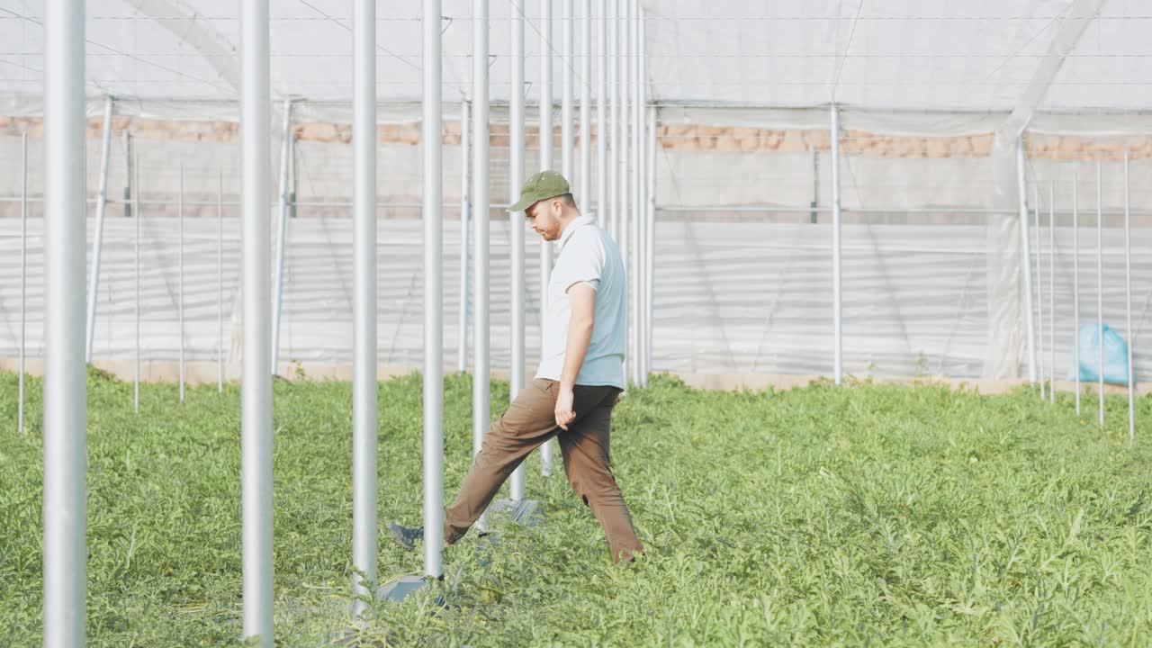 Farmer walking and inspecting watermelon plants in greenhouse