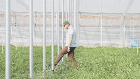 farmer walking and inspecting watermelon plants in greenhouse