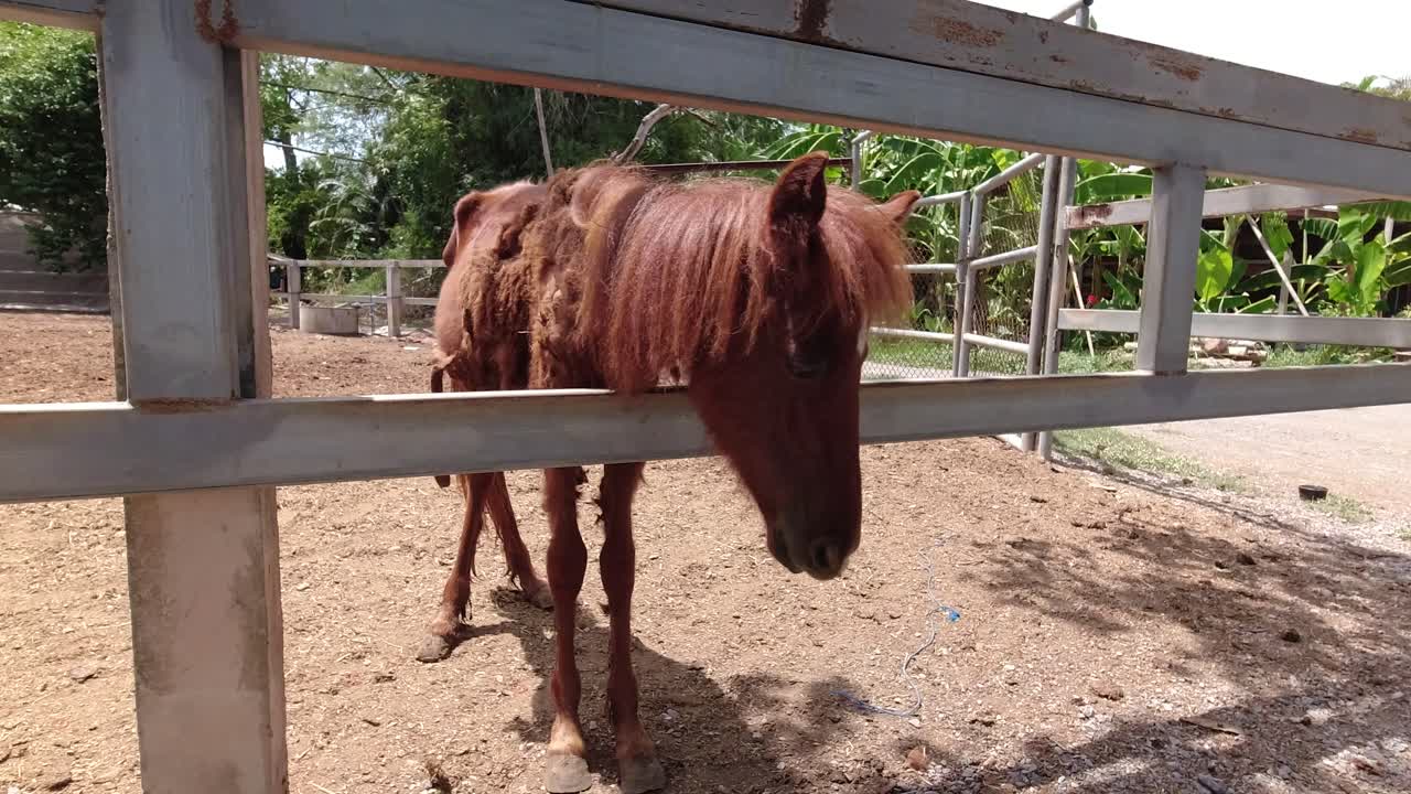 caballos mal cuidados en un paddock