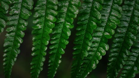 closeup of fern leaf swinging in the wind and rain