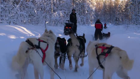 husky dog sled ride through a snow-covered forest in rovaniemi, finland. close-up. pov.