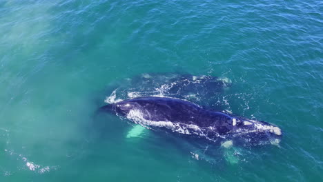 Grupo-De-Apareamiento-De-Ballena-Franca-Austral-En-Aguas-Cristalinas-Del-Atlántico