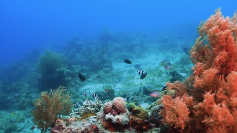 Gesundes-Korallenriff-Mit-Einer-Gruppe-Bunter-Fische,-Die-Darüber-Schwimmen