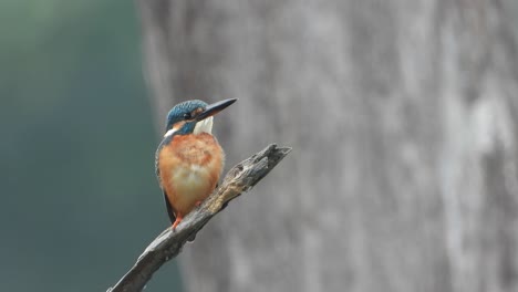 kingfisher in pond area ..