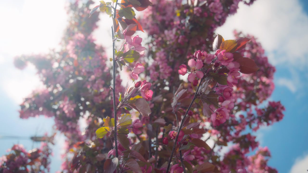 Sun shining on pink cherry tree