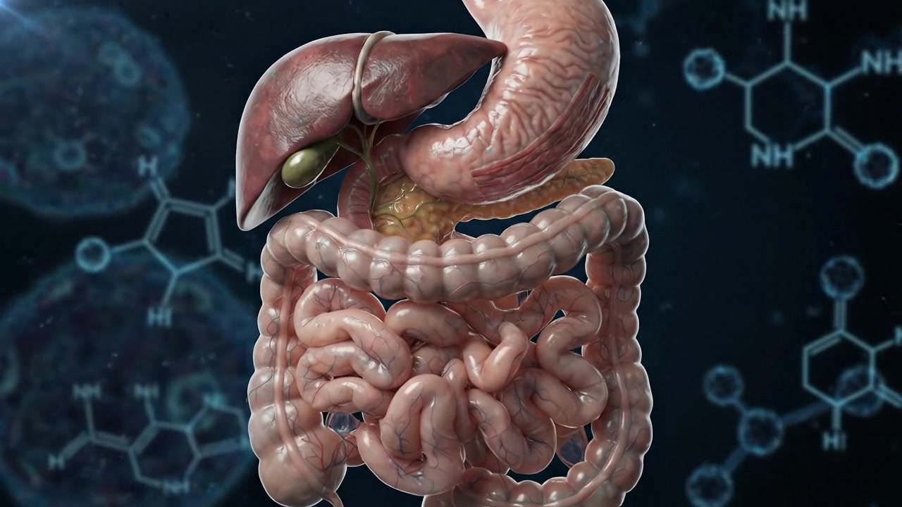 3D Animation of Human Digestive System Anatomy