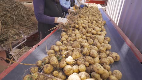 sieving workers sort potatoes on the conveyor belt at the factory.