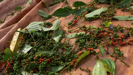 Concepto-De-Fondo-De-Agricultura-Orgánica,-Temporada-De-Cosecha-De-Granos-De-Pimienta,-Todavía-Disparado-Sin-Gente