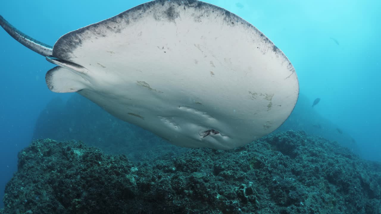 punto de vista único de los buceadores mirando hacia arriba bajo una gran raya mientras se desliza por el océano.