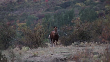 wild horse in autumn forest