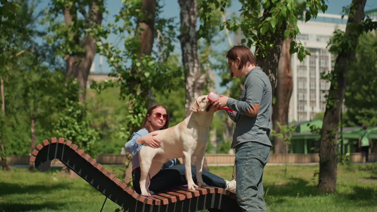 Un labrador aprende comandos en un parque soleado; un retriever entrenado se concentra en usar recompensas en una zona de sombra; un hombre guía a un labrador blanco en ejercicios de obediencia con premios en un parque.