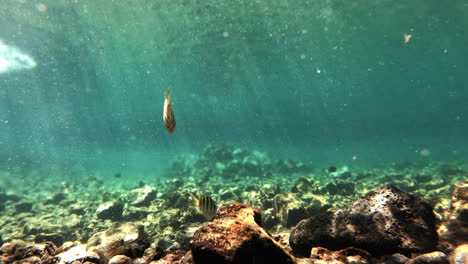 unos pocos peces tang convictos nadando en un mar brillante, rápido bajo el agua