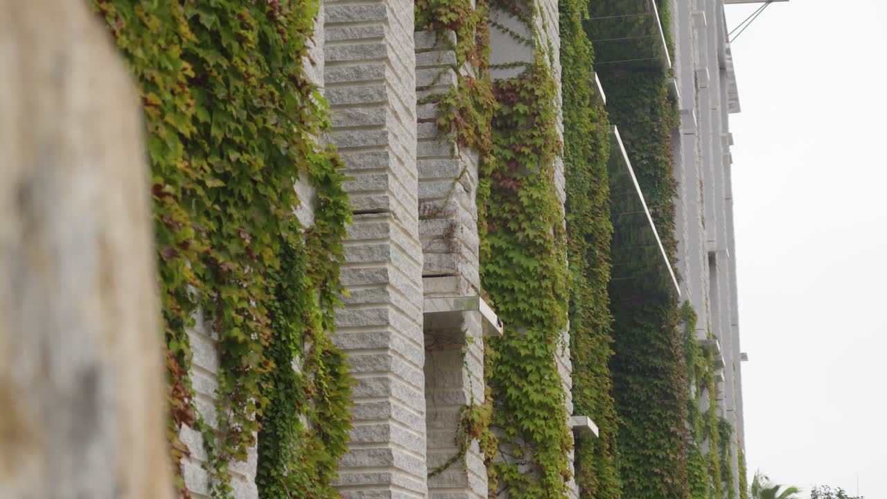 Slowmotion revealing shot of walls covered in green vines and leaves
