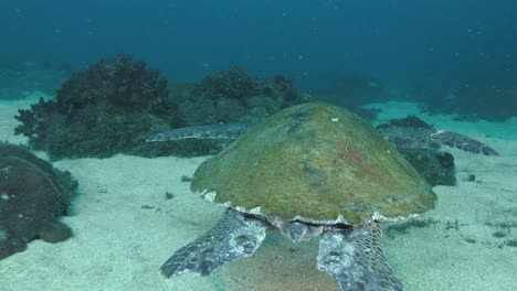 Unique first-person view following a sea turtle as it navigates its way along through the underwater landscape looking for a place to rest. Wide view shot at 50fps