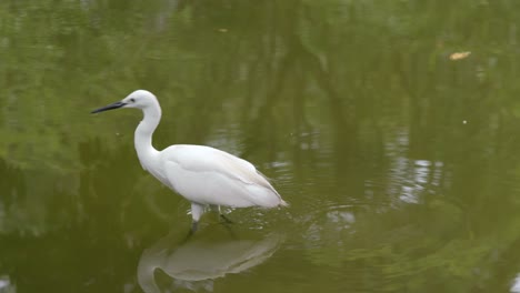 little egret in the lake