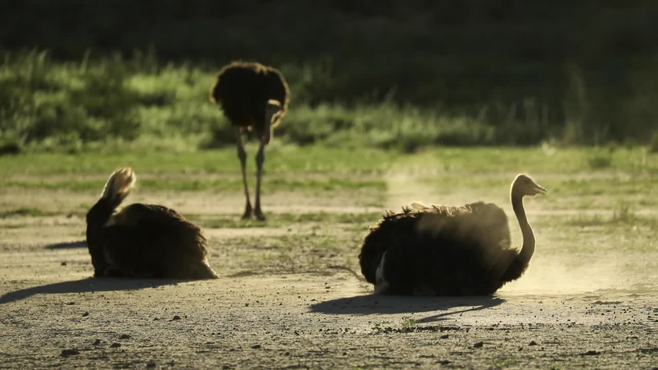 Wide shot of two Ostriches enjoying a dust bath in the golden light, Kgalagadi Transfrontier Park