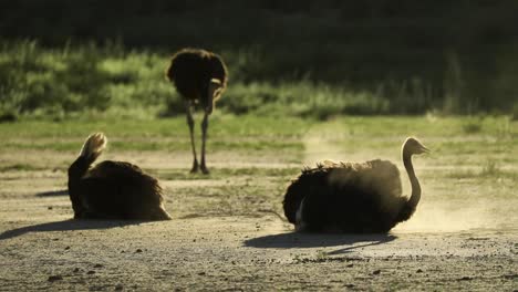 Wide-shot-of-two-Ostriches-enjoying-a-dust-bath-in-the-golden-light,-Kgalagadi-Transfrontier-Park