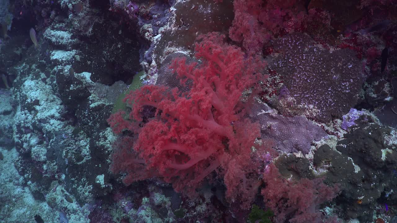 Fluttuando sopra una barriera corallina tropicale con coralli molli rosa e pesci della barriera