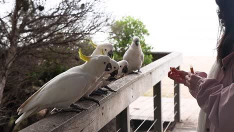 person feeding cockatiels on a wooden railing