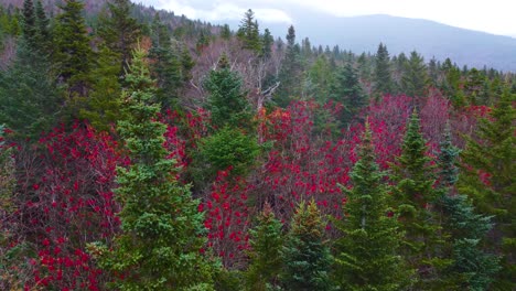 Plataforma-Rodante-Aérea-En-Toma-De-Pino-Ponderosa-Verde-Que-Revela-Un-árbol-De-Arce-Con-Hojas-Rojas-En-El-Bosque-De-Mount-Washington