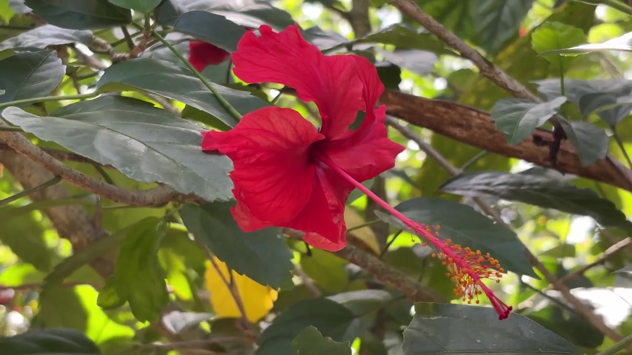 Un fiore di ibisco rosso vibrante che fiorisce in un giardino
