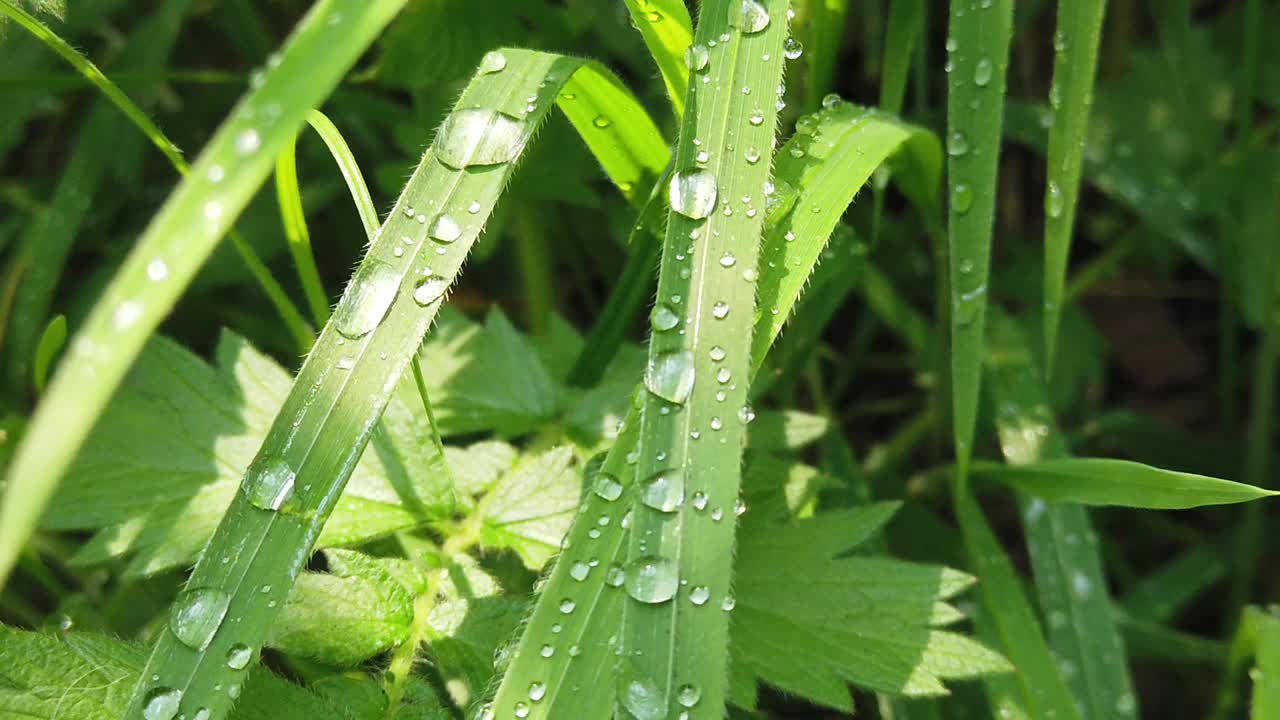 Raindrops in the morning on the grass, shined by the sunlight.
