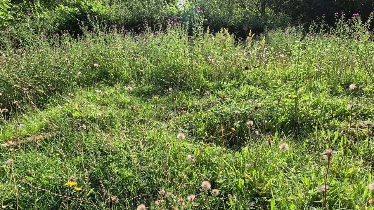 A gentle camera pan reveals a lush wildflower meadow with Stenachaenium plants, captured in bright natural daylight at a botanical garden