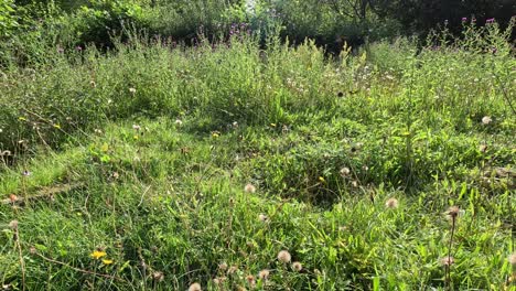 a gentle camera pan reveals a lush wildflower meadow with stenachaenium plants, captured in bright natural daylight at a botanical garden
