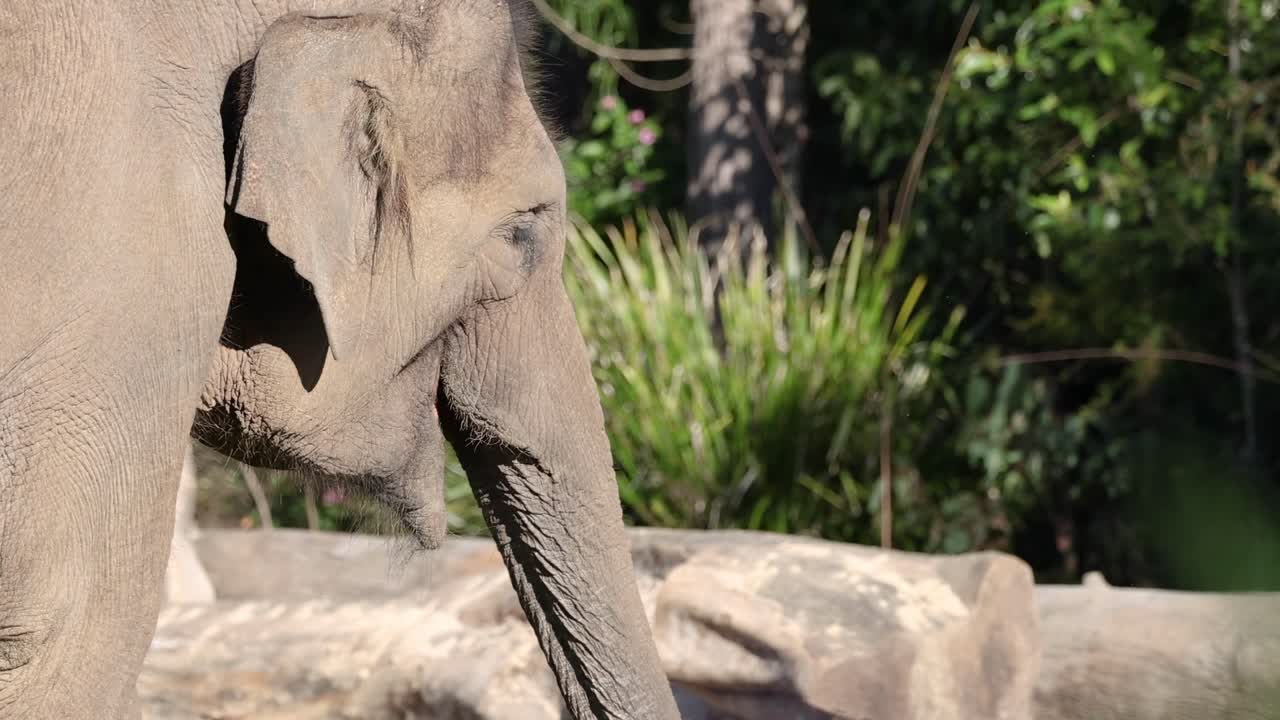 un elefante asiático caminando en su recinto