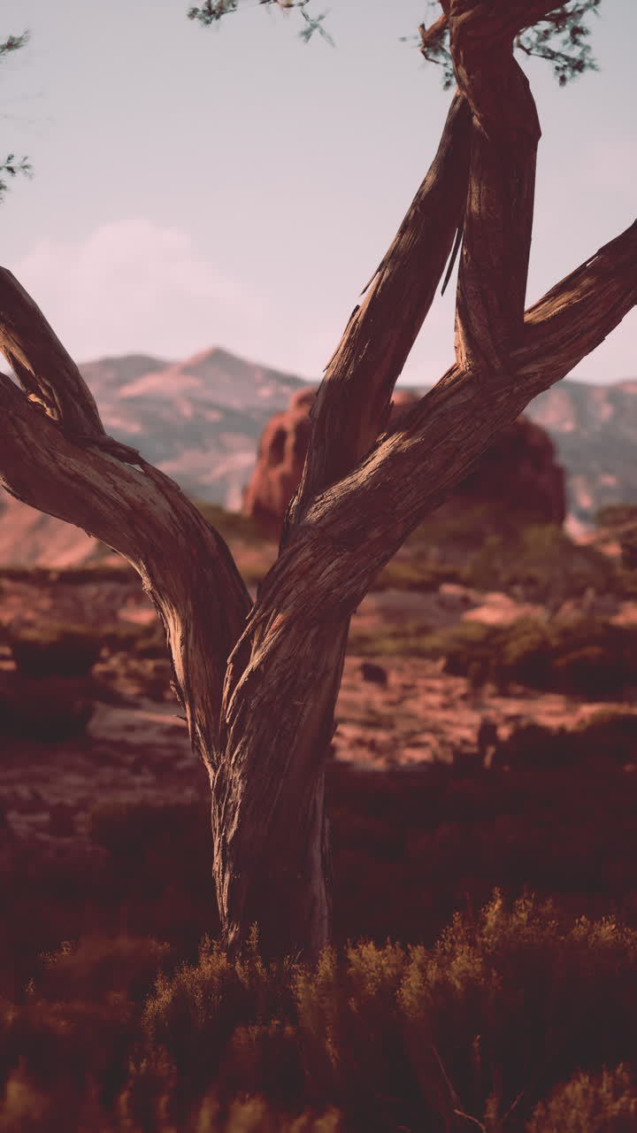 Albero contorto nel deserto