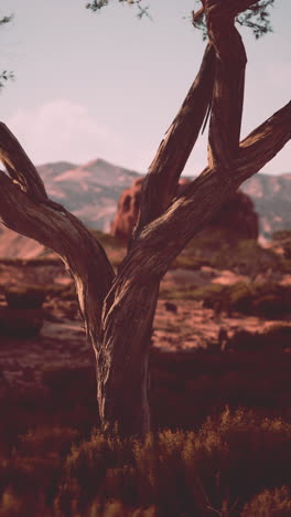 árbol retorcido en el desierto