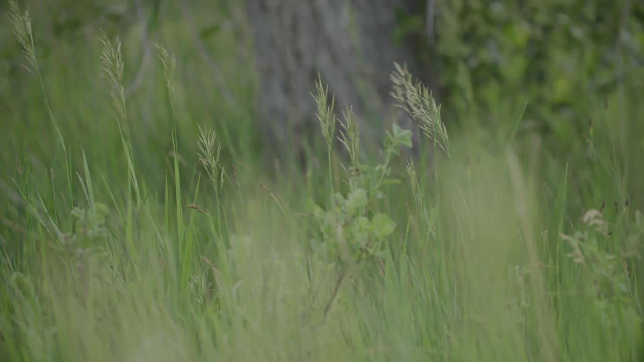 콜로라도의 초원 앞쪽의 과수원 풀, 토착 종