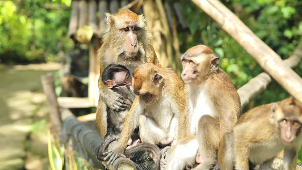 Vue rapprochée d'une famille de macaques montrant un comportement social dans un cadre de jungle luxuriante.