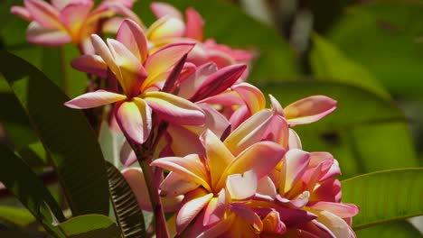 brisa que sopla suavemente sobre la planta de frangipani