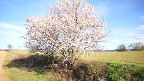 4k slow tilting shot showing an almond tree in full bloom in a field