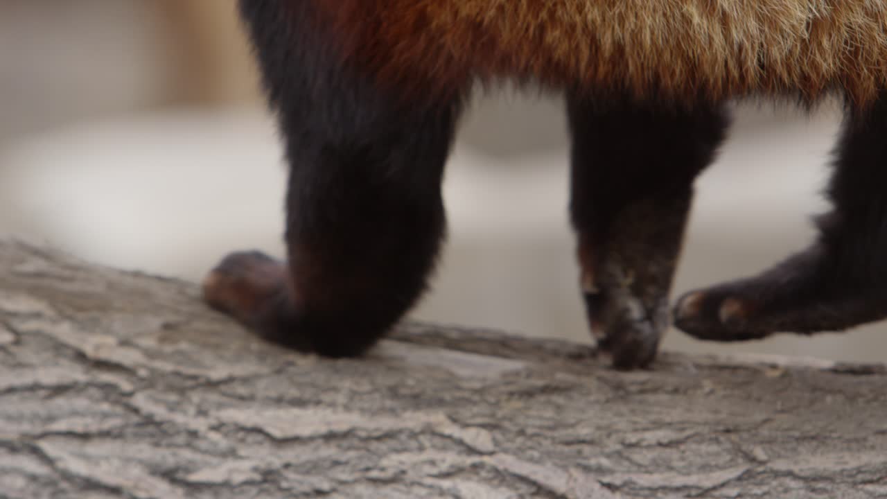 primer plano de las patas del panda rojo caminando a lo largo del registro