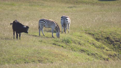 zebras grazing in private land along the pacific coast highway