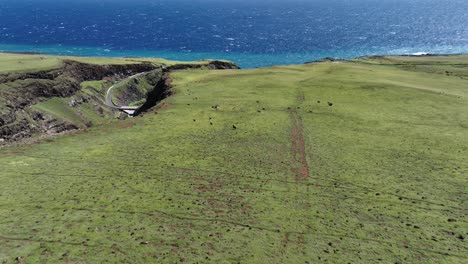 wild goats racing across a spectacular hawaiian landscape in kahikinui, maui