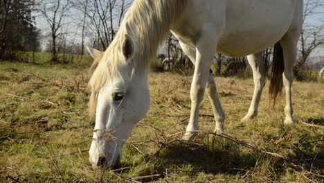 pastoreo de caballos blancos