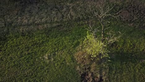 Mit-Der-Drohne-Um-Den-Baum-Fliegen